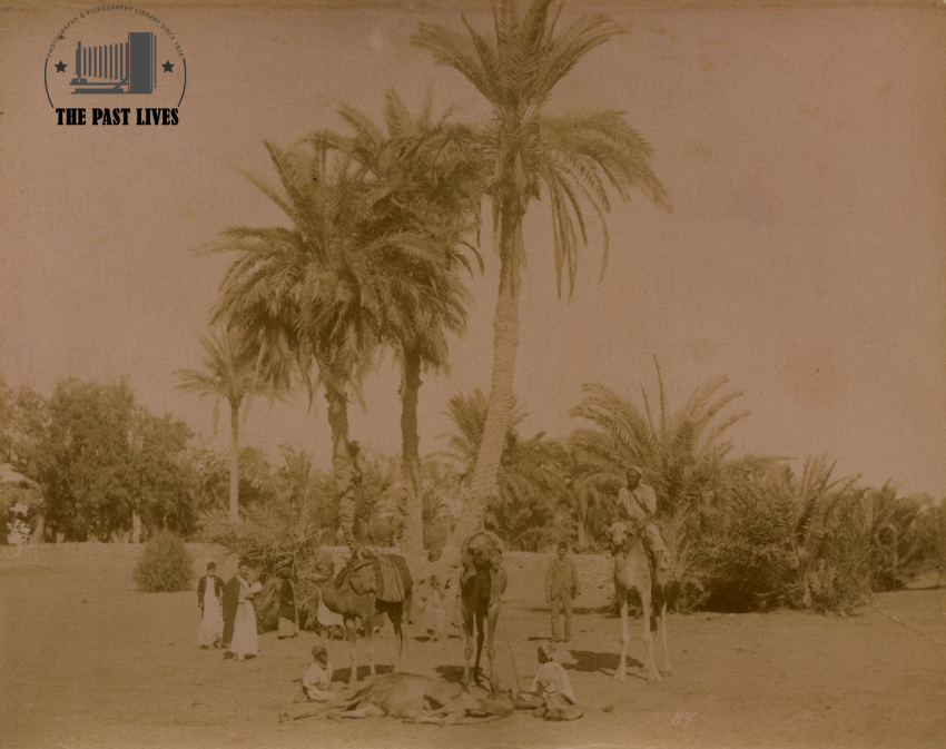Egypt, Suez , Moses Springs, 1889