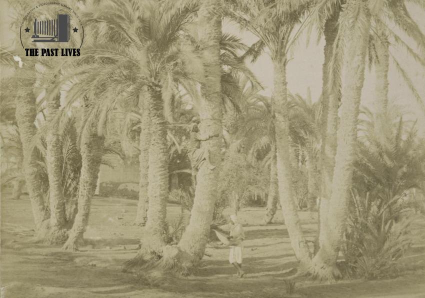 Egypt, Suez , Moses Springs, 1889