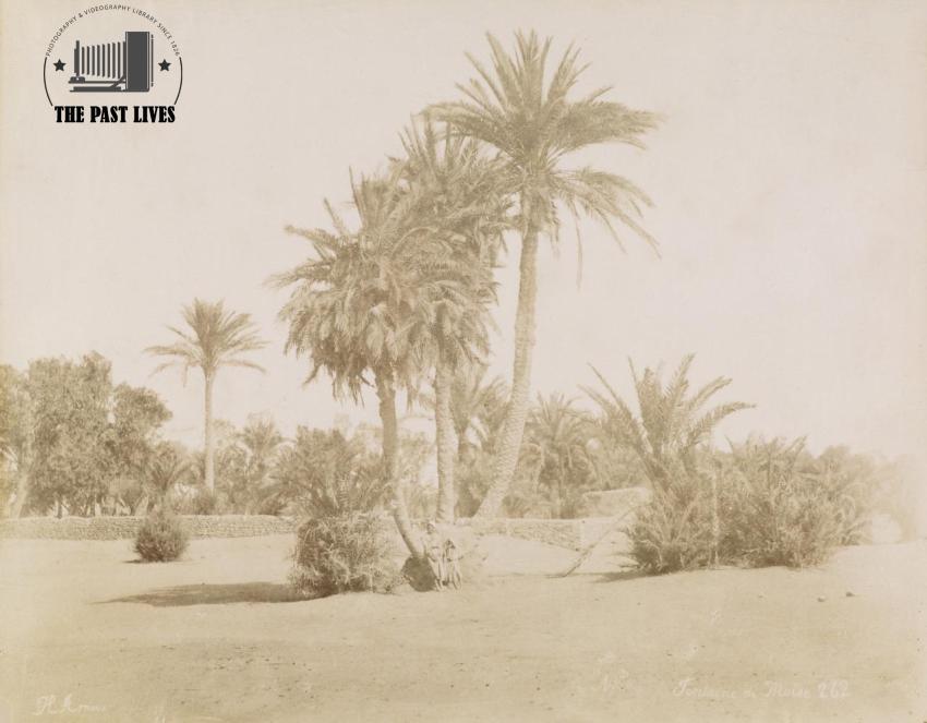 Egypt, Suez , Moses Springs, 1869