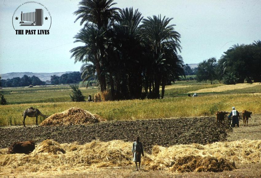 1961 Egypt, luxor, Mahamid village