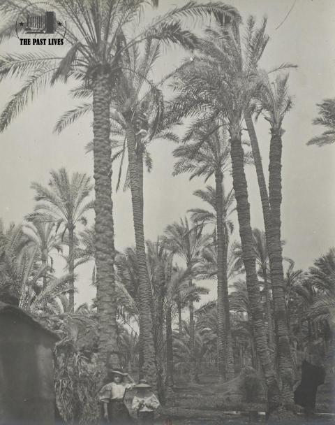 1905 Egypt , damietta