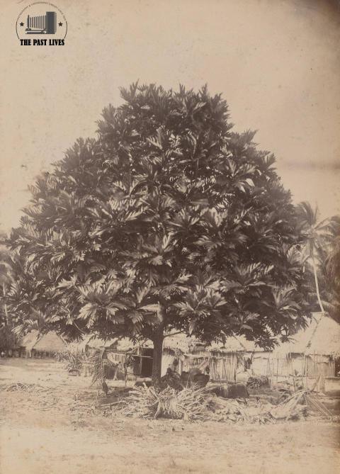1886  Tuvalu , Funafuti